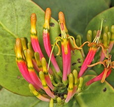 Mistletoe – a partial parasite