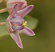 Calotropis – the Giant Milkweed