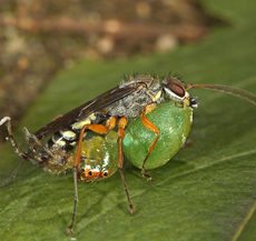 Parental care in potter wasps