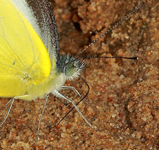 Mud-puddling