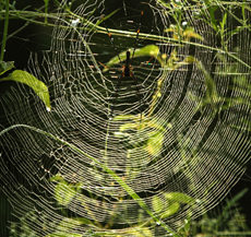 Giant Wood Spiders