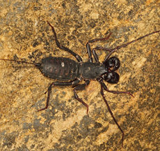 Whip Scorpion