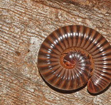 Millipedes – putting the best foot forward!