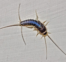 Silverfish – the bookworm!